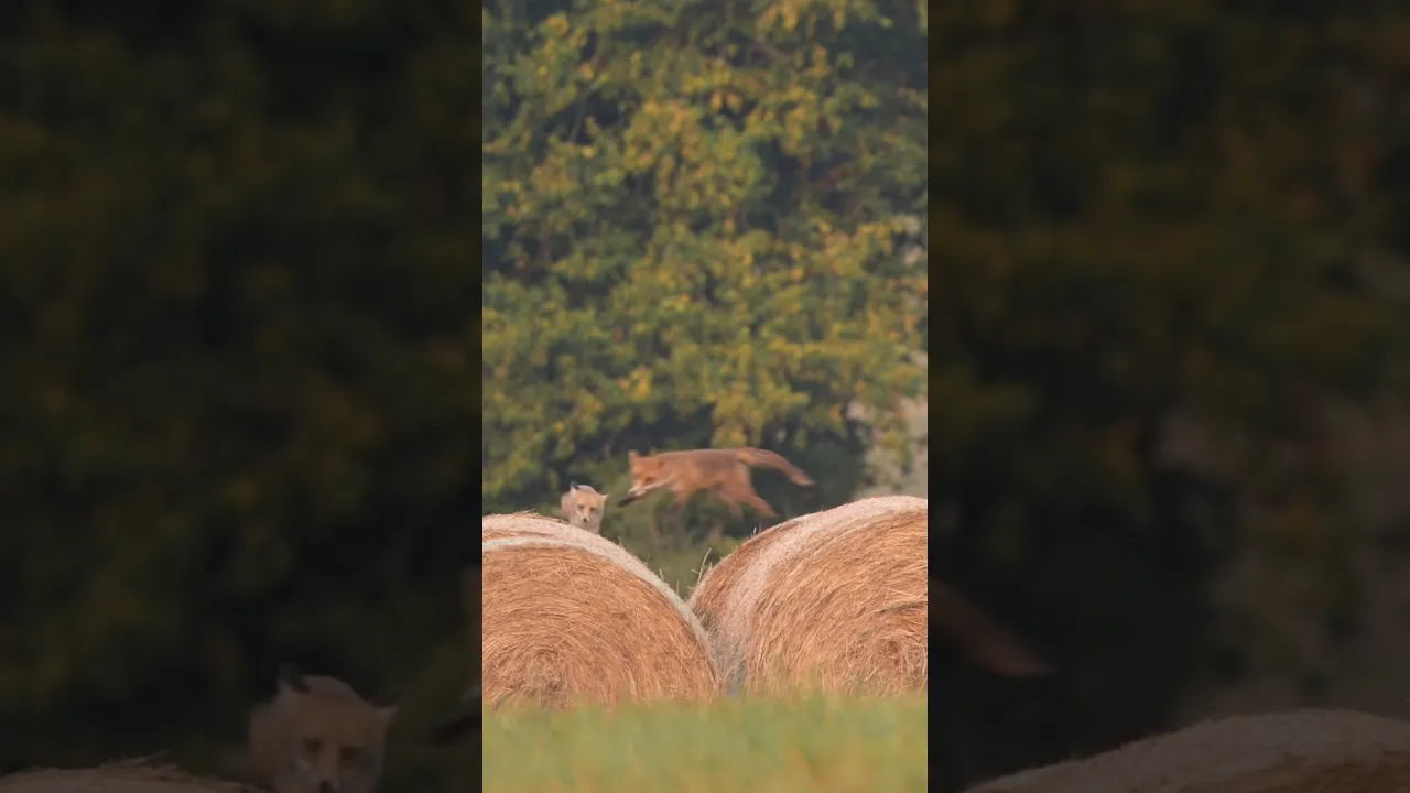 When hay bales become a young fox’s favorite playground. 🦊✨ #viral #fox #wildlife #animals #fyp