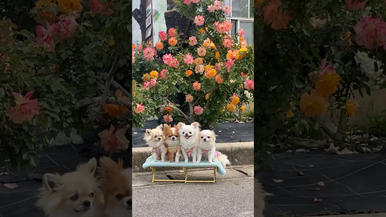 🌸 Four Adorable Chihuahuas Surrounded by Blooming Flowers! 🐶 #viral #dog #chihuahua #fyp #cute ❤️