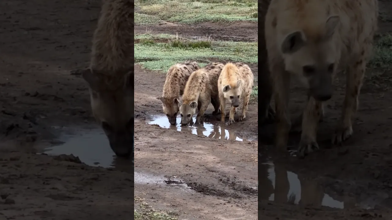 Spotted Hyenas 🤎 #animals #animalfacts #nature #viral #wildlife #hyena #fyp #shorts #birds #animaux
