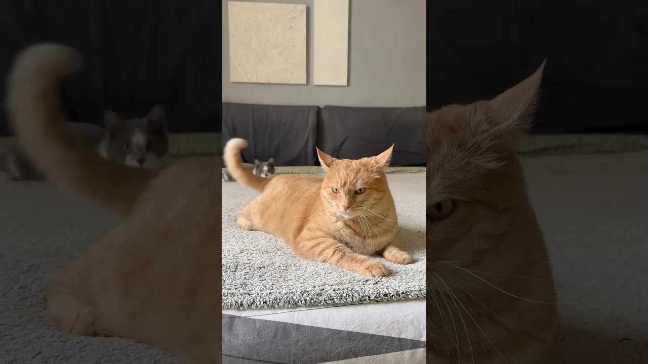 Funny Cat Siblings Playing Together 😹🐱 #viral #cat #fyp #fypシ #fypシ゚viral #fox #lion #animals 🐈🧡