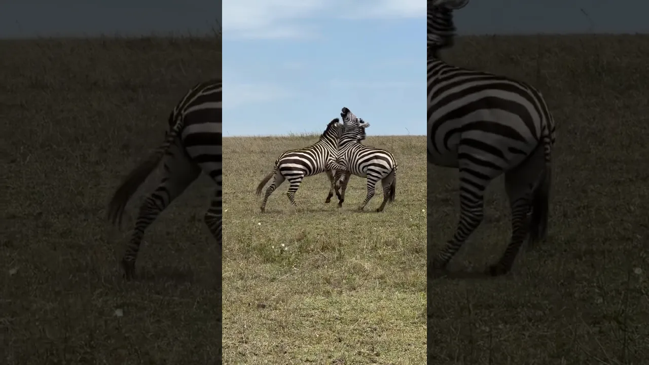 Duelling Zebra Stallions #viral #wildlife #animals #nature #animaux #zebra #fyp #fypシ #shorts 🦓🖤🤍