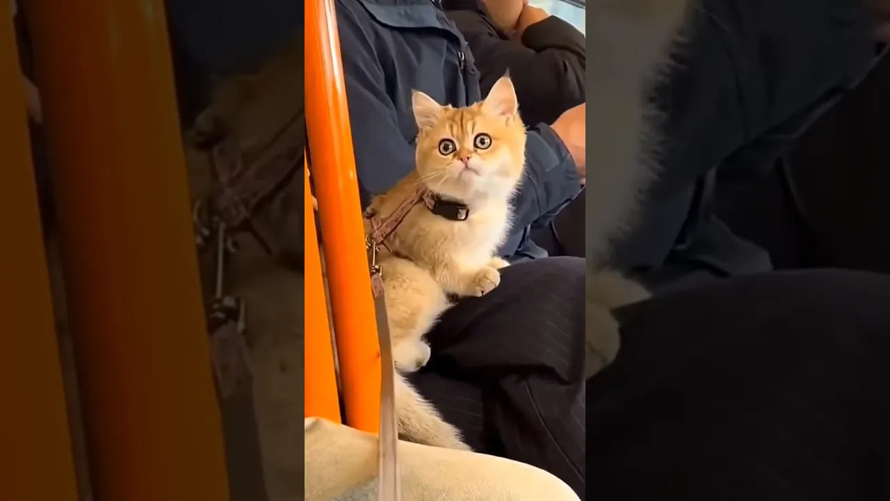 When it realized that the one stroking it didn't own it, it panicked. 🤣🐈 #viral #cat #fyp #fypシ ❤️