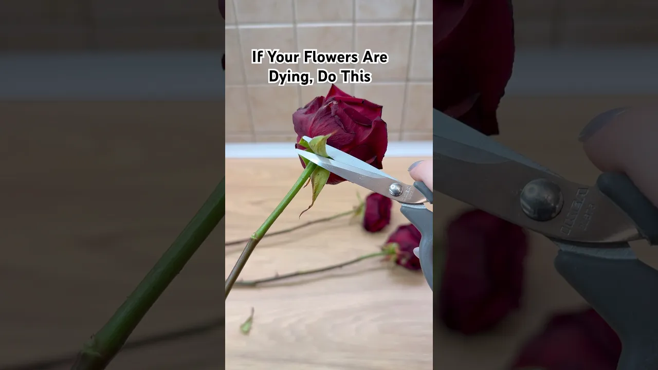 If Your Flowers Are Dying, Do This🌹