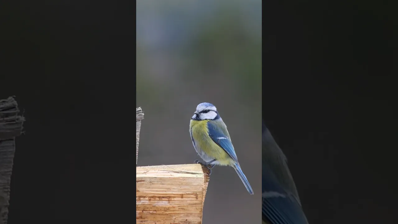 Cette magnifique mésange bleue va vous émerveiller 🐦💙✨ #viral #bluetit #mésange bleu #fyp #shorts