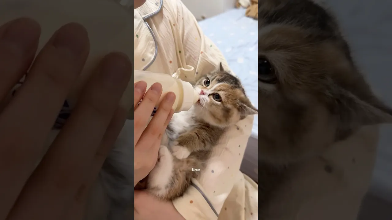 Drink Milk ASMR 🍼🔊 #meow #cat #babycat #shorts #animals #daily #kitten #asmr #milk #drink 🤎🤍
