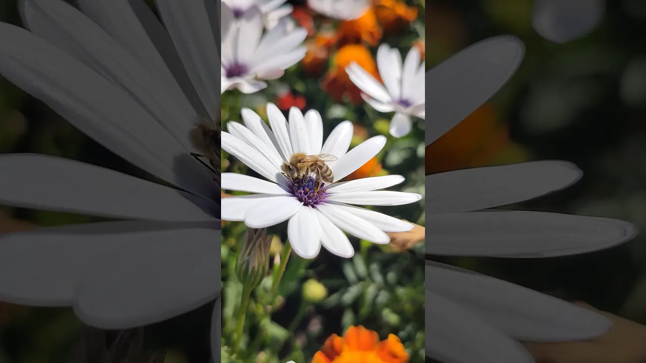 🐝 Look Closely… This Bee Is On A Mission! #viral #wildlife #animals #nature #bee #abeille #fyp 🍯