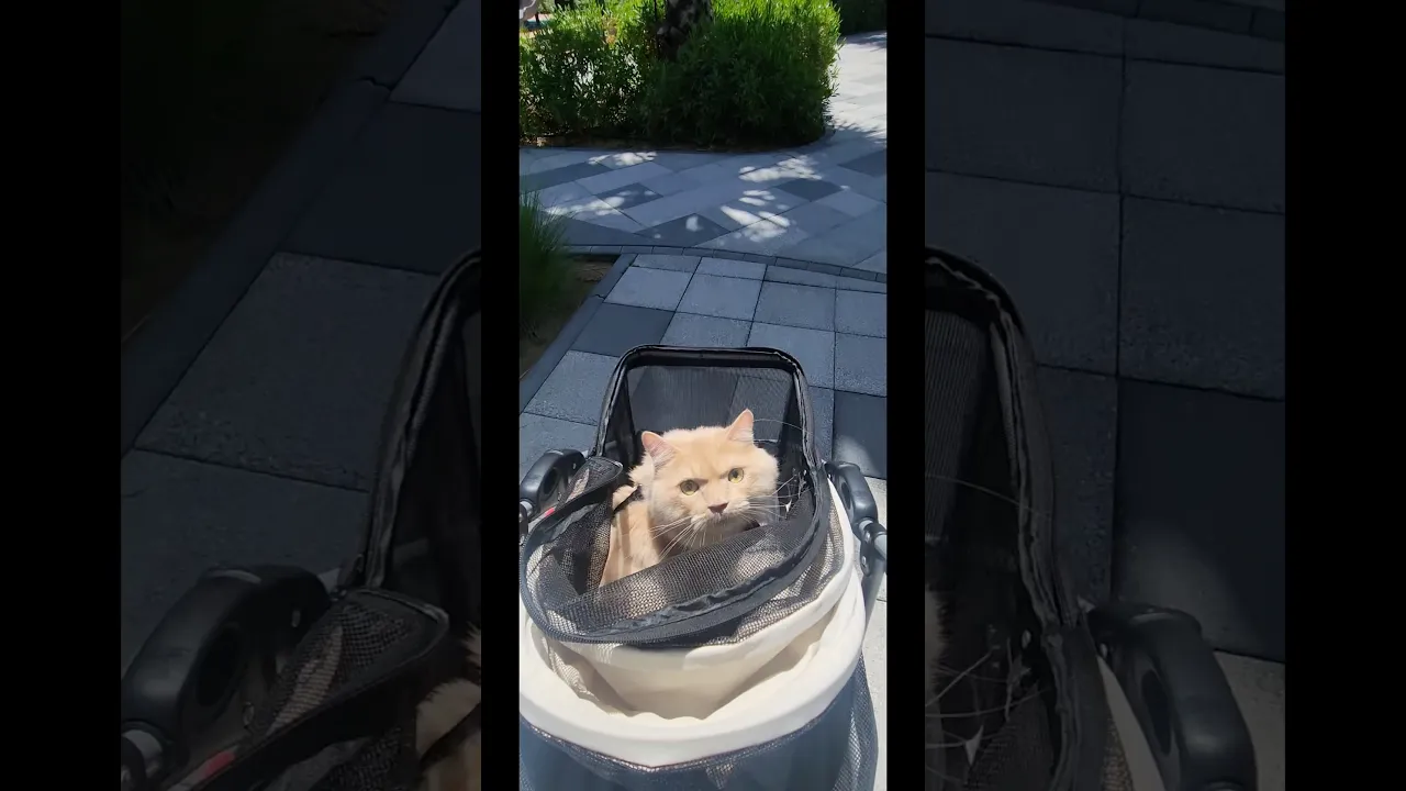 A Luxury Ride for a Very Happy Cat 😻☀️ #viral #cat #animals #fyp #fypシ #fypシ゚viral #fpy #shorts