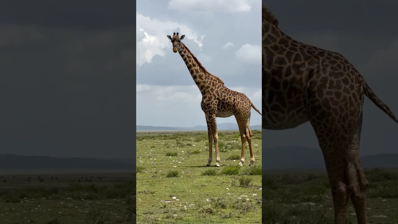 🦒🤎 #animaux #giraffe #animals #viral #shorts #fyp #animalfacts #animauxsauvages #nature #wildlife