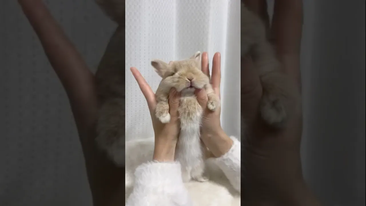 🙈💆‍♀️🤎🐰 #rabbit #massage #relaxing #shorts #animals #animaux #bunny #cuteanimals #babybunny