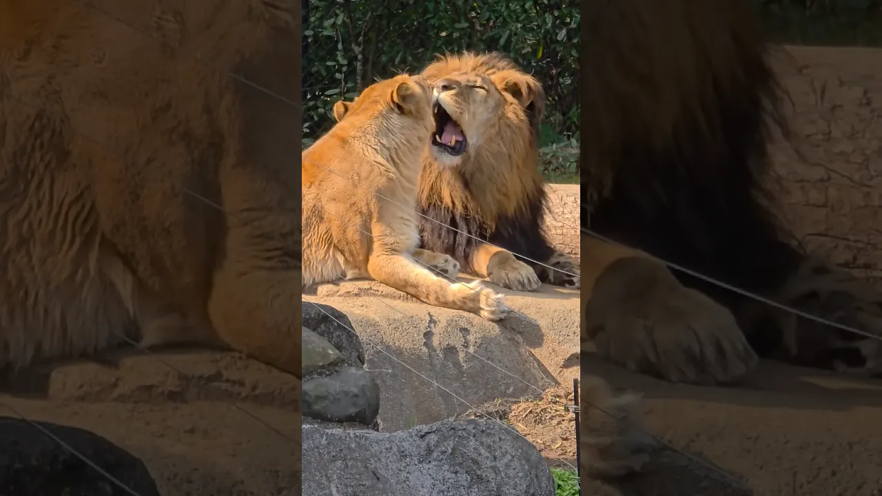 🦁🧡 #lion #wildlife #viral #animals #wildanimals #nature #fyp #africa #safari #animaux #animalworld