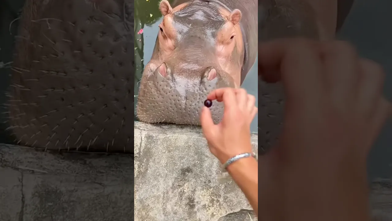 Cure Hippo Fruit Party 🦛🍇🤤 #shorts #viral #fyp #nature #animaux #animals #hippo #wildlife 🩶
