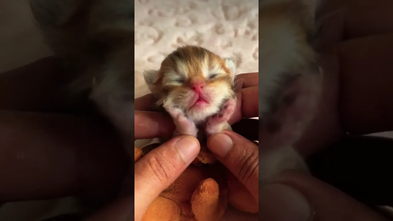 A handful of happiness, too much love to fit into hearts! With this little kitten #shorts #kitten