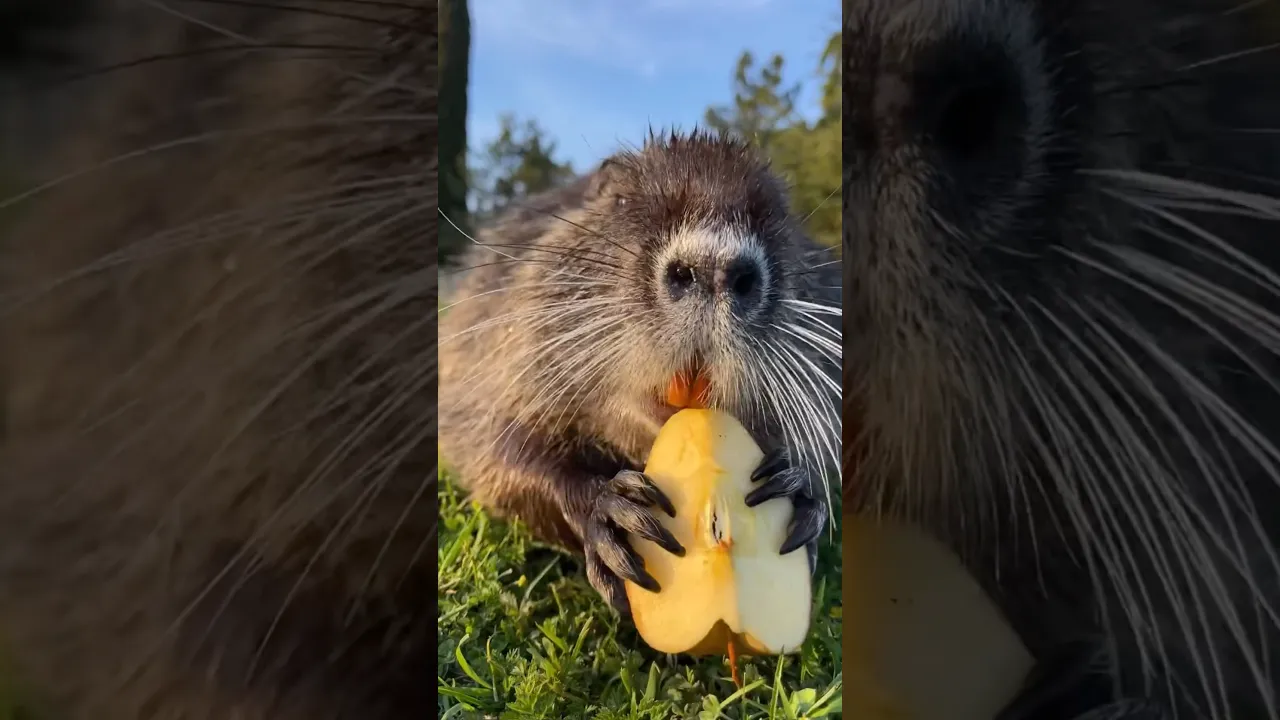 Adorable Nutria Enjoying a Fresh Apple 🍎🐾 #viral #animals #fyp #nutria #nature #lion #apple