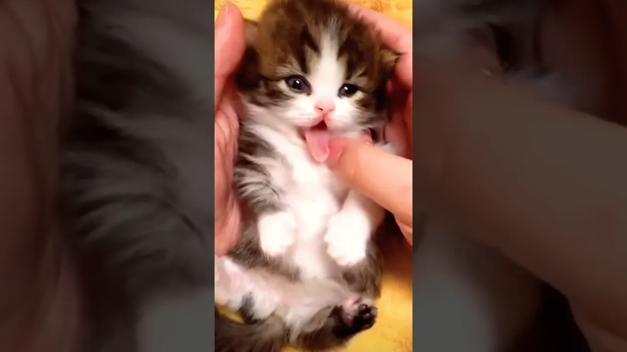 🥰😽😻 #cat #catsoftheday #catsgram #pet #petlover #cute #funnyvideo #shorts