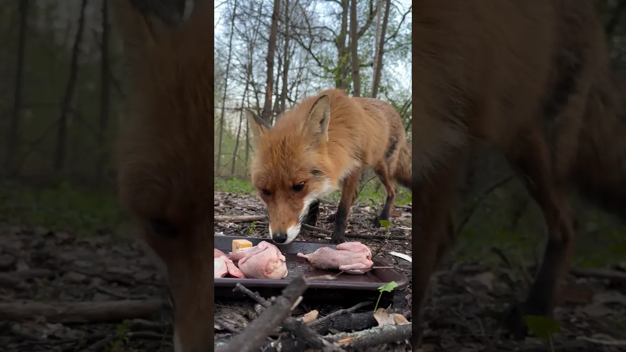 🦊 Fox ASMR： The Cutest Crunch You’ll Hear Today! 😍🎧 #viral #fox #shorts #reels #fyp #asmr 🧡🦊