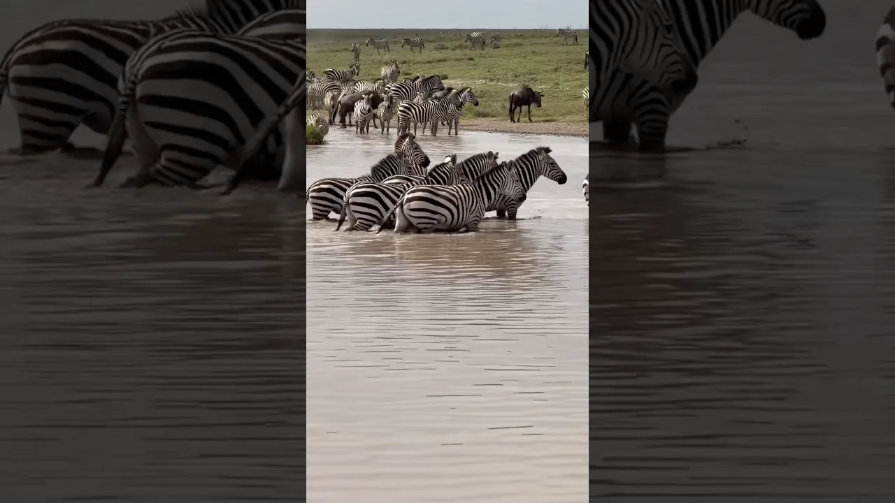 Cri du Zèbre Zebra Sound 🦓🔉 #hd #animaux #viral #animals #wildlife #fyp #zebra #shorts #nature