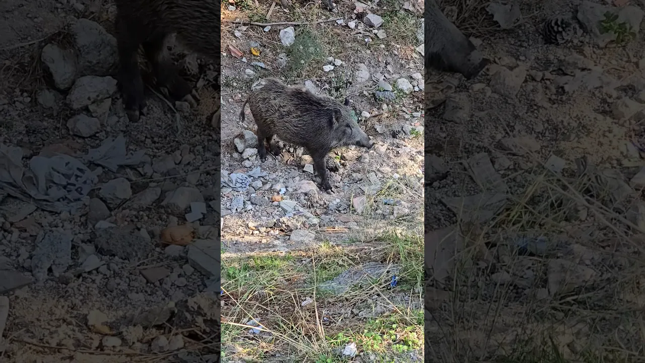 Wild Boar Exploring Its Natural Rocky Habitat 🐗 #wildlife #viral #fyp #fypシ゚viral #fpy #animals