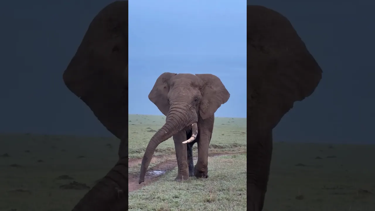 Elephant 🐘 #animals #viral #nature #animaux #animalfacts #elephant #fyp #shorts #jungle #wildlife