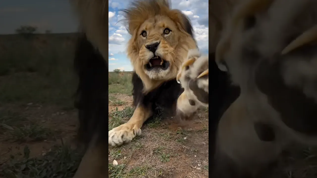 A lone lion survives through strength and patience. #animals #lion #viral #fyp #shorts #strong 🦁🤎