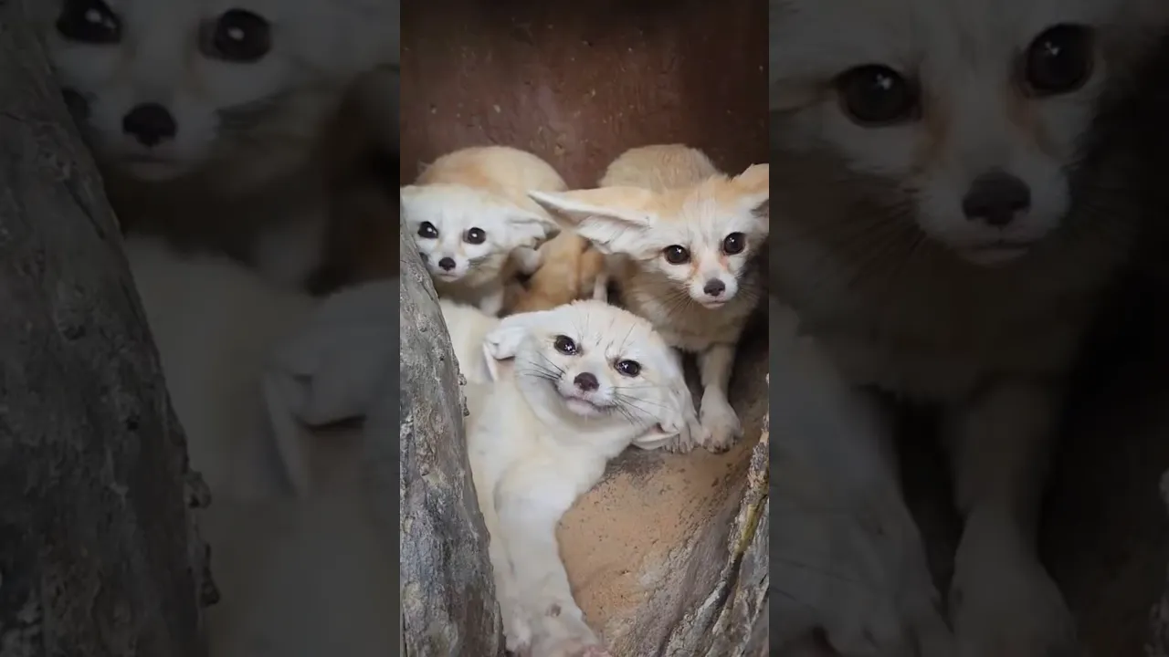 You Won’t Believe What’s Hiding Inside This Tree… 🦊🥹 #viral #fyp #shorts #reels #fennec #fox 🤎