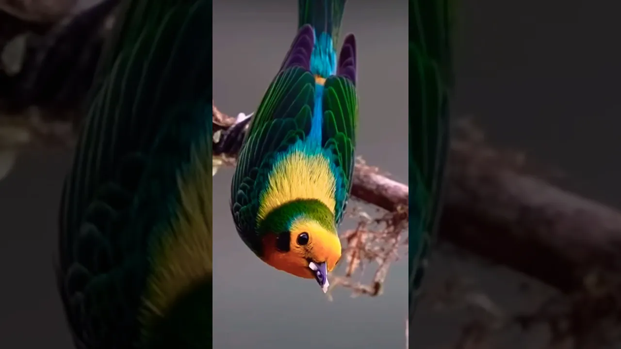 The magnificent multicoloured tanager hanging upside down to show us its incredible beauty #shorts
