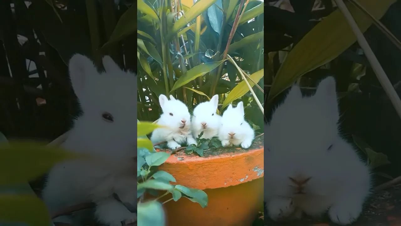 Beautiful baby rabbit ever 🐰🤗 #rabbit #rabbits #babyrabbit #shorts #short #animaux #bunny
