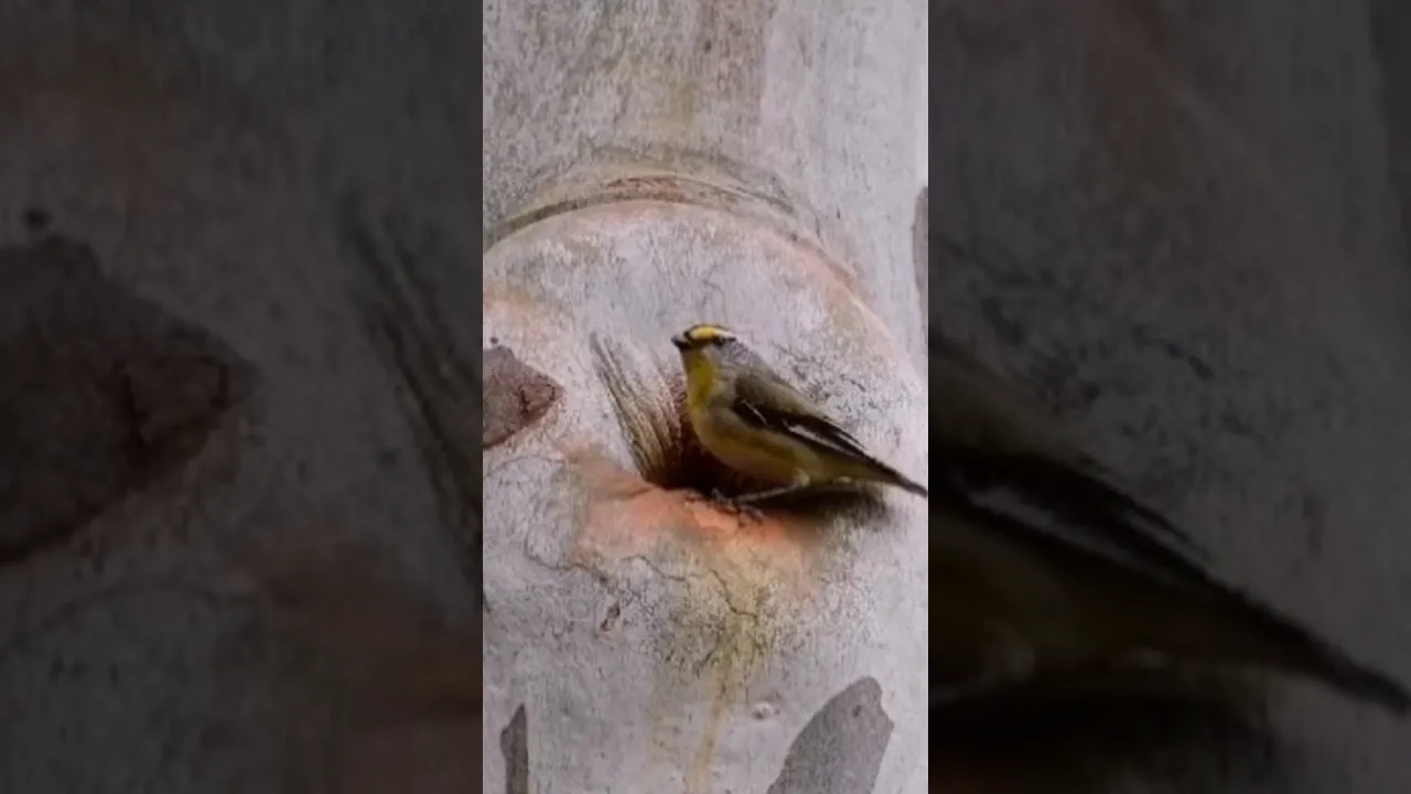 Pardalote à point jaune 💛 #pardalote #birds #animalelite #shorts #short # #animals #nature #sound