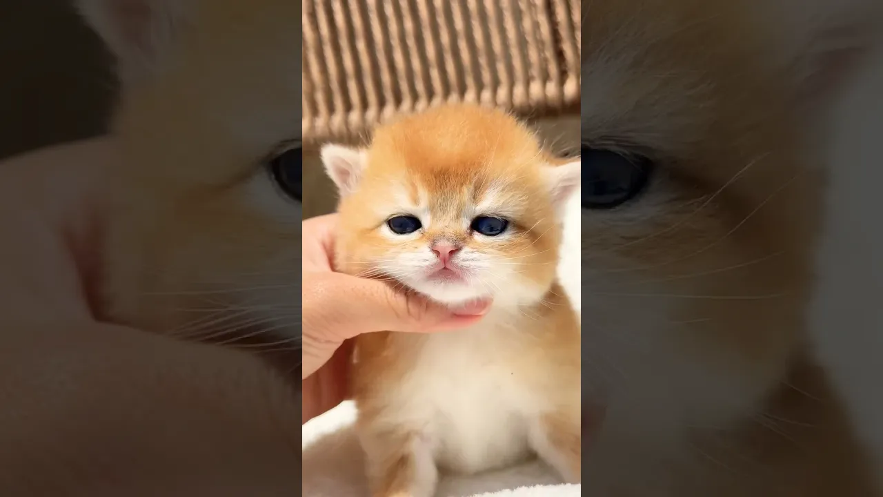 🍼 Milk time 🐱😫 when mummy is not feeding enough that’s when i step in 💪 #cat #animals #shorts 🧡