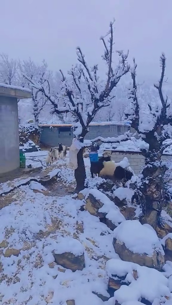 TikTok video #7502126929663806728