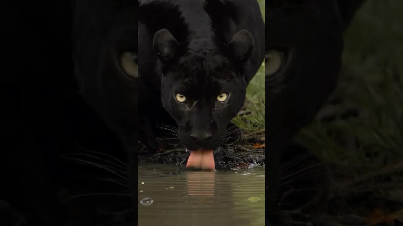 Black panther, with their stunning dark coats. 🖤 #wildlife #nature #blackpanther #jungle #shorts 🫶