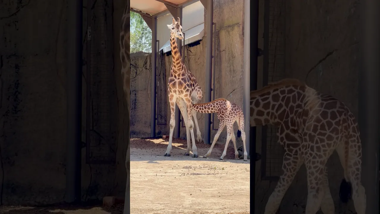 Pure Love： Baby Giraffe Nursing From Mom ❤️🦒 #viral #animals #fyp #shorts #reels #lion #foryou 🤎🤍