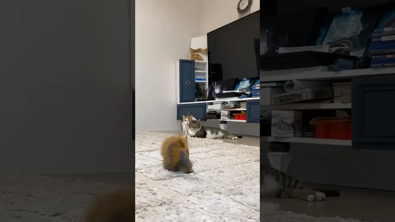 #holiday #crow #likeforlikes #shorts #squirrel #cat #funny #funnyvideo #funnyshorts #youtubeshorts