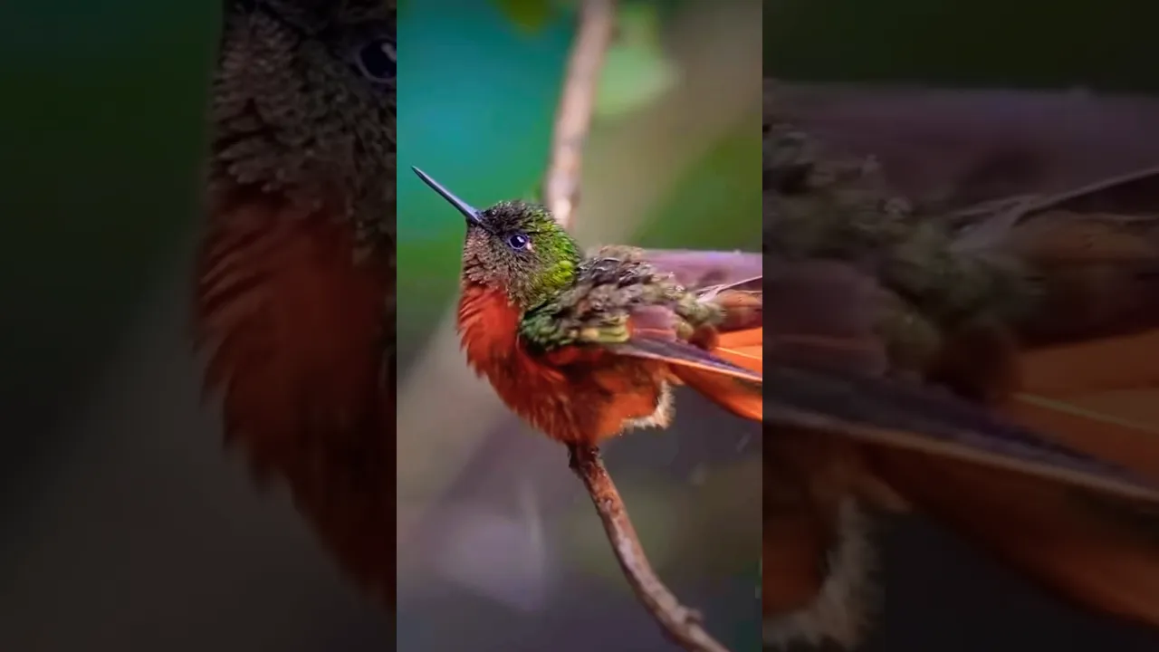 A friendly Red breasted hummingbird enjoying a natural shower. ☺️☺️ #birds #shorts #wildlife #nature