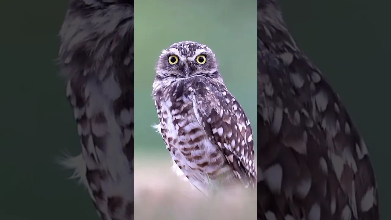Owl 🦉💕 #owl #nature #canada #naturecinematography #wildlife #shorts #short #birds #animals