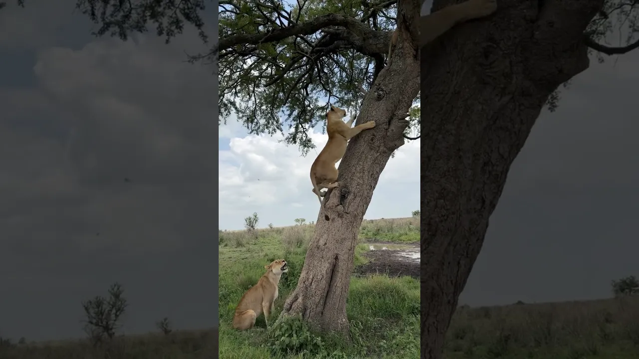 Lions #wildlife #viral #animals #lion #wildanimals #nature #animaux #africa #safari #fyp 🦁🤎