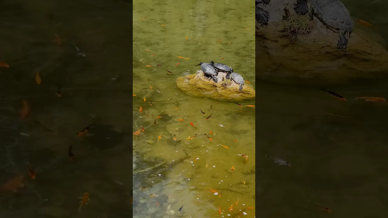 🐢✨ Peaceful Turtles & Colorful Fish in a Hidden Paradise #viral #animals #nature #lion #fyp #fpy