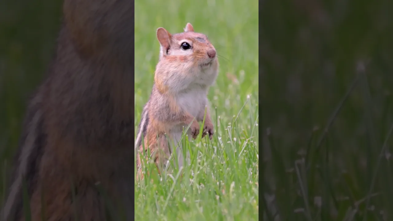 Adorable Chipmunk Gathering Food in the Sunshine 🐿️🌿 #viral #wildlife #animals #nature #fyp #fypシ