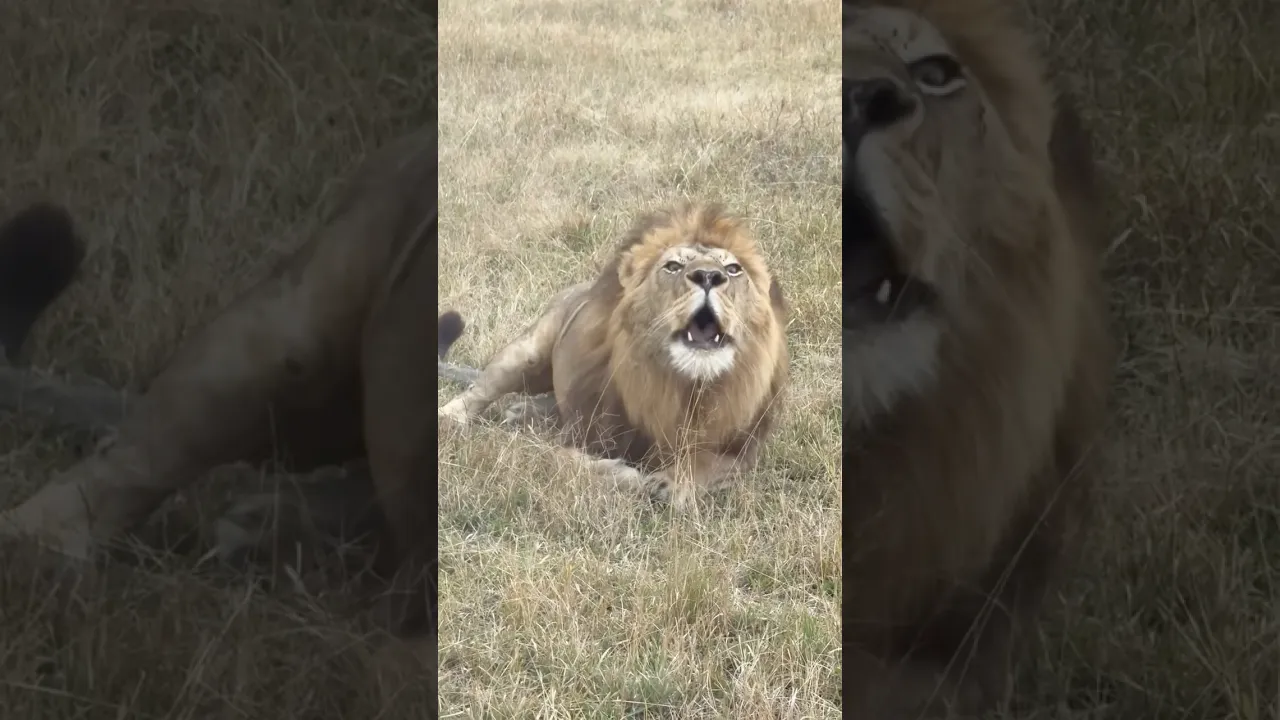 The king announcing a new day in the savannah 🦁 #lion #lionroarsound #viral #fyp #animals #fyp 🤎