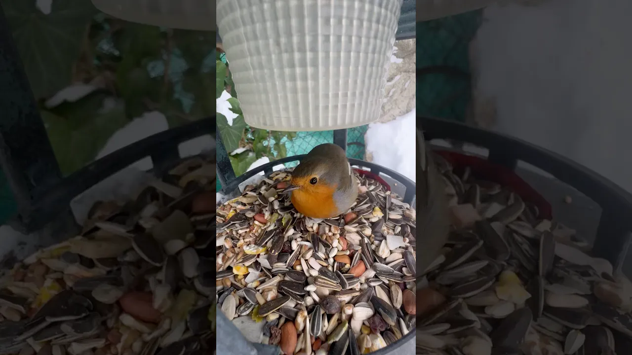 Watch This Robin Enjoy Its Favorite Snack! 🐦🌱 #Shorts #viral #birds #animals #robin #fyp #fypシ 🧡