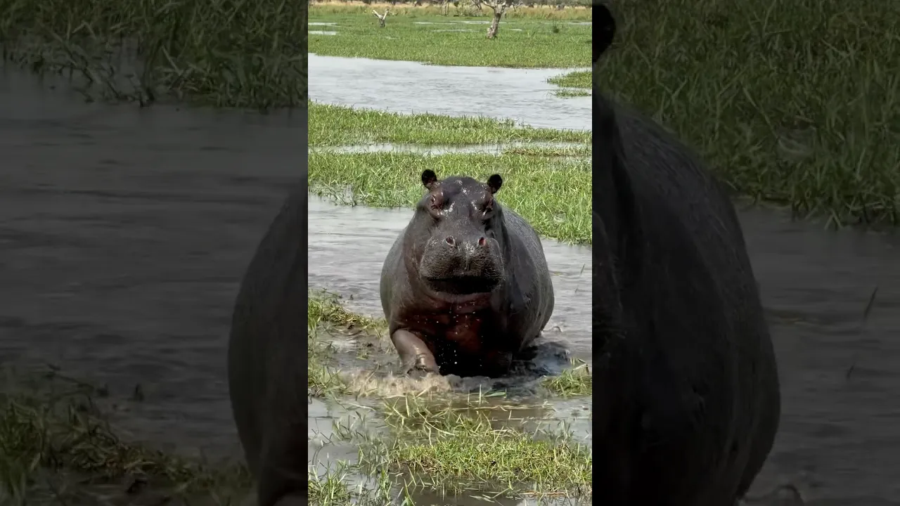 Hippopotamus 🦛🩶. #viral #wildlife #animals #nature #animaux #fyp #hippo #jungle #africa #wildlife