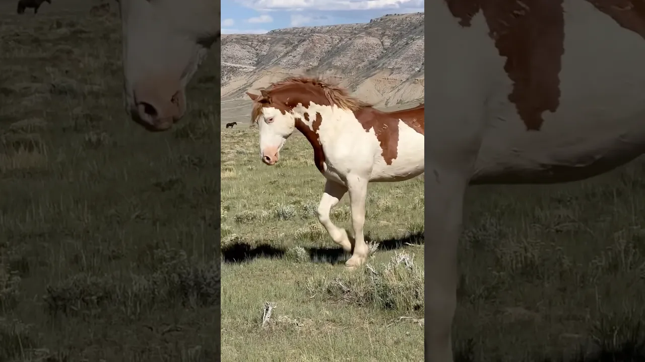 🐎🤎 #animalworld #animaux #animalfacts #animalplanet #nature #animalvideos #wildlife #shorts #viral
