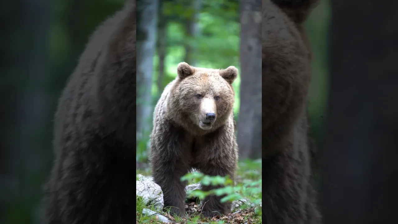 🐻🌲 The Calm Power of a Wild Brown Bear #viral #brownbear #bear #our #fyp #wildlife #lion #animals