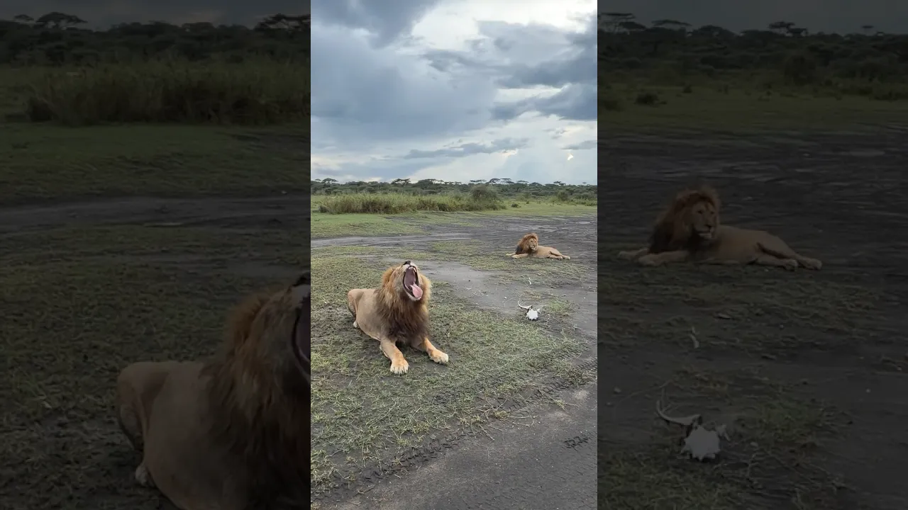 Lions 🦁🦁 #animaux #animalfacts #animals #nature #viral #wildlife #animauxsauvages #fyp #shorts 🤎