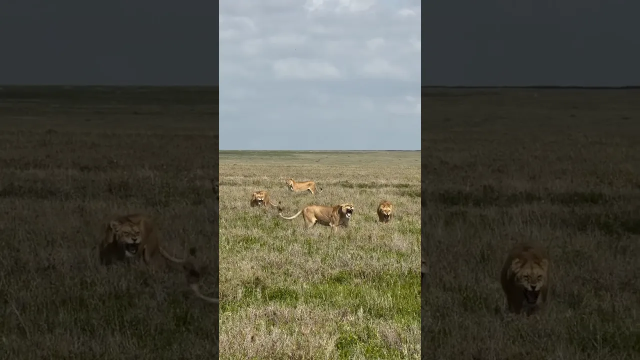 Lionesses defending cubs from males from rival pride. #viral #animals #lioness #fyp #wildlife 🤎