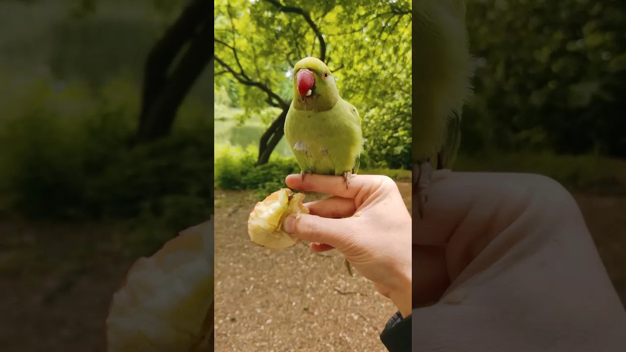 Adorable Green Parakeet Enjoying a Juicy Apple 🍏🦜 #viral #birds #wildlife #animals #nature #fyp 💚