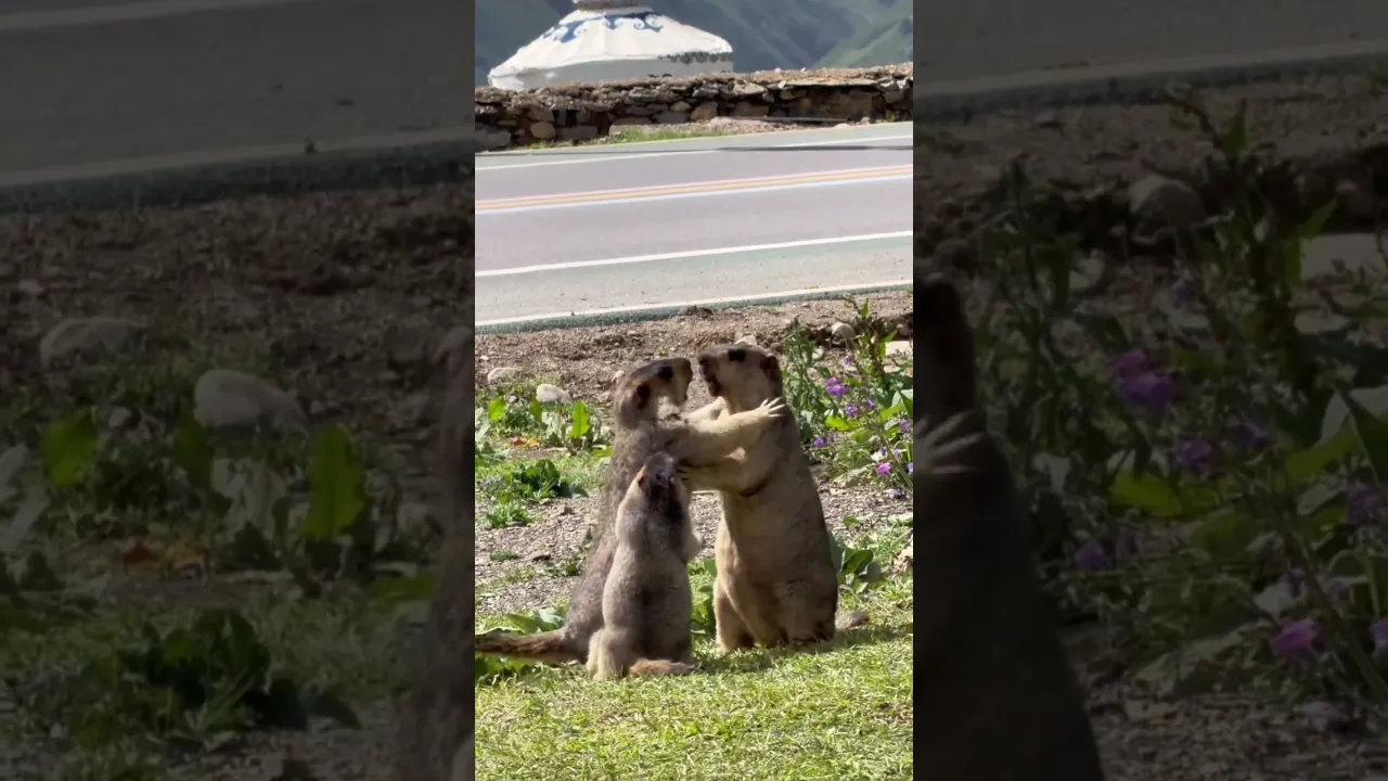 A little marmot trying to stop its parents from quarrelling 😍🥹 #viral #animals #marmot #reels #fyp