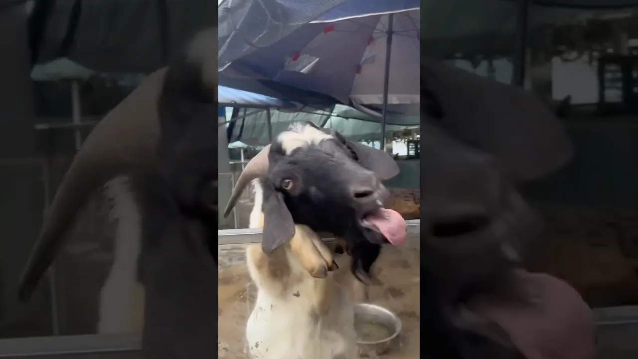 Funny goat 😂🐐#viral #goat #funny #funnyshorts #shorts #fypシ #fyp #fypシ゚viral #animals #fpy ❤️
