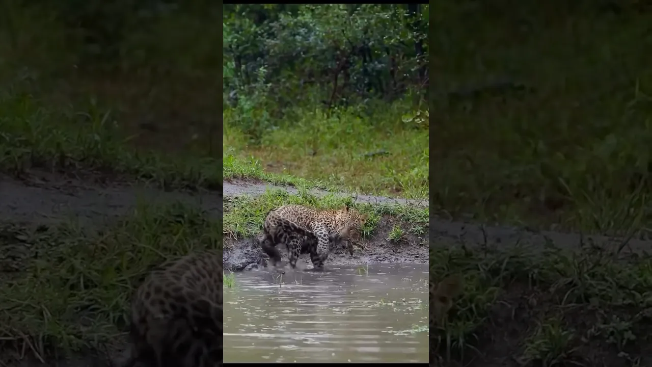 Caught the Wrong ‘’Fish‘’ 😅 #leopard #animals #wildlife #viral #animaux #animalfacts #nature #fyp