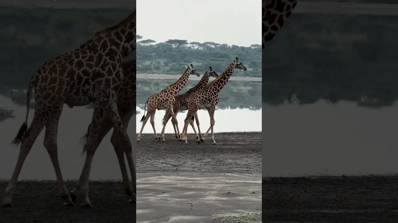 Masai Giraffes 🦒 #giraffe #africa #jungle #viral #fyp #nature #animals #wildlife #animaux 🤎🦒