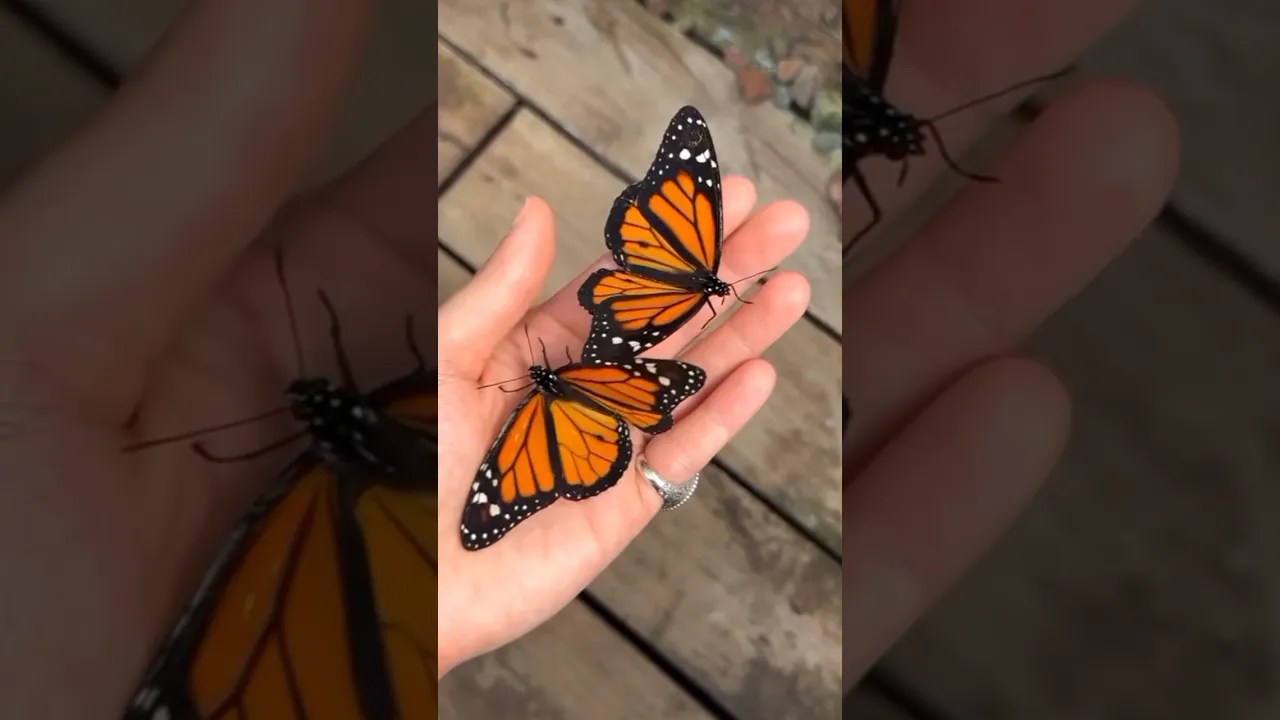 How beautiful is this 😍🦋 #butterfly #shorts #butterflyworld #
